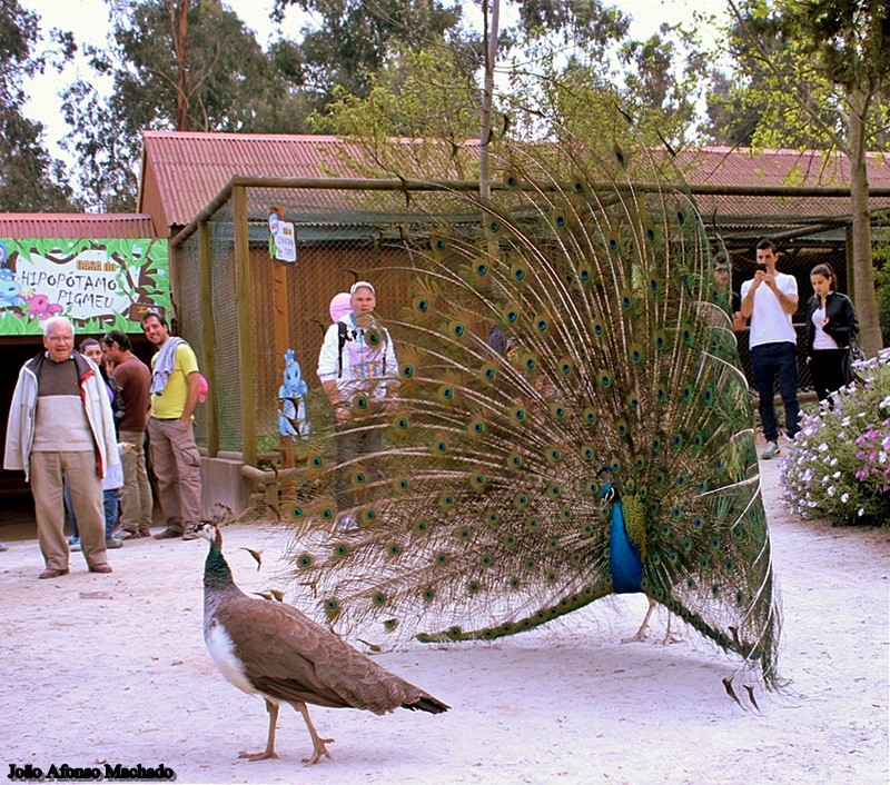 PAVÕES.JPG