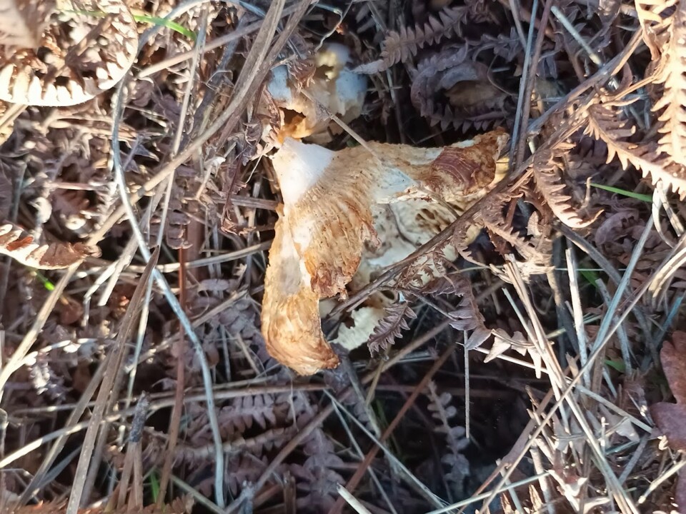 Não me canso disto cogumelo1.jpg