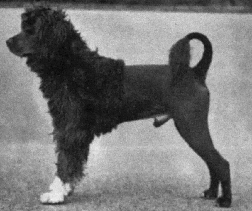 cao de agua corte leao.webp