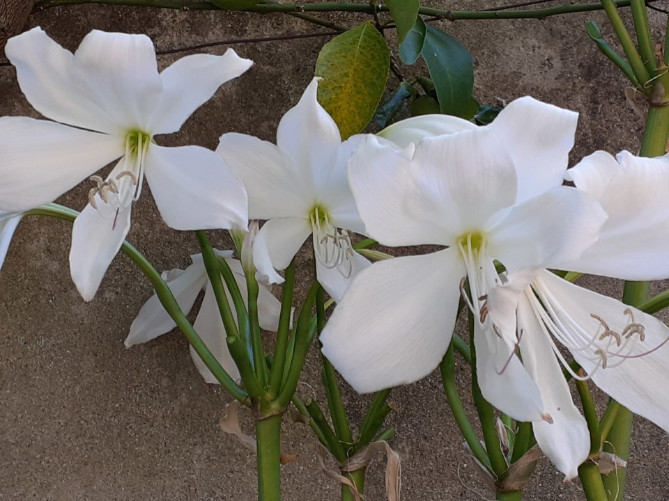 Nardos no quintal. Foto Original. 2021.08.08.jpg