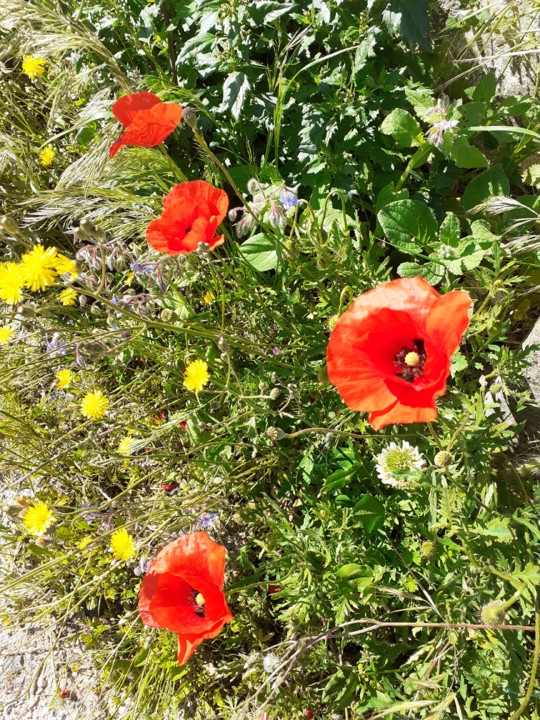 Papoilas. Foto original. 2021. 05. jpg