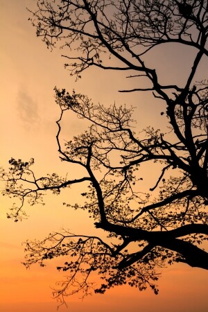 19247703-silhueta-do-ramo-da-árvore-no-crepúscul