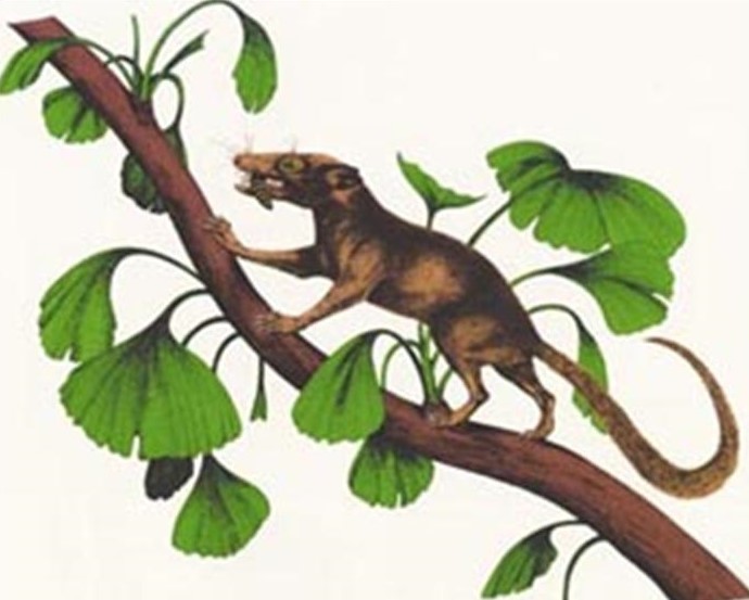 Henkelotherium guimarotae2-V1.jpg