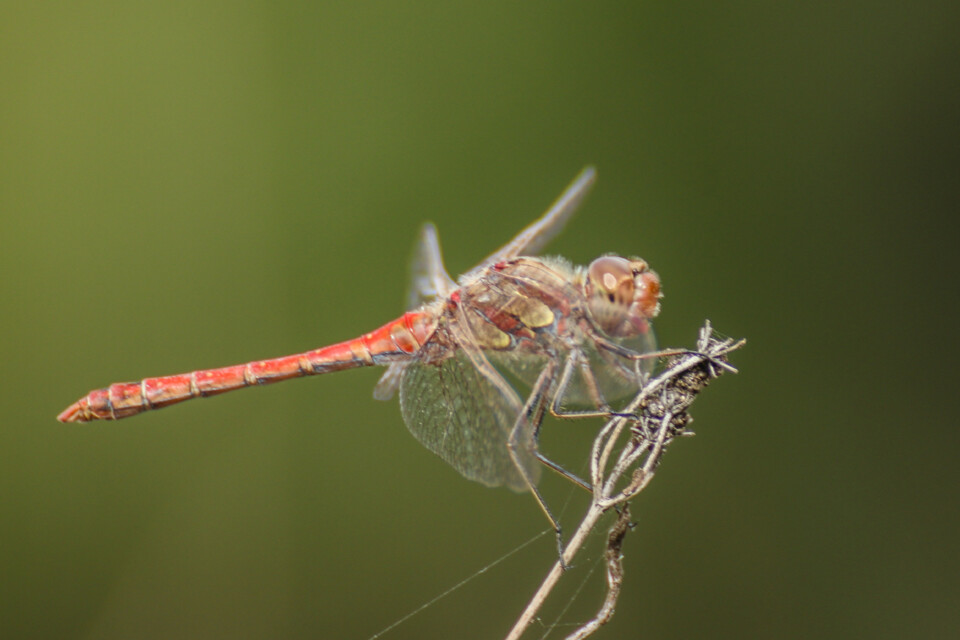libelula-comum 7 a.jpg