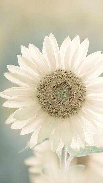 506056851_1259756912186826_6752620077739804348_n.j