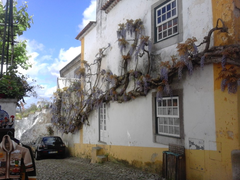 Glicínia. Óbidos. Foto original. 2019. 04. jpg