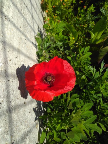 IMG_20180507_095429.jpg IMG_20180507_095429.jpg