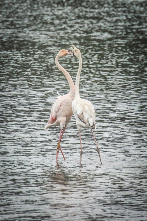 lagoa de obidos 3.jpg