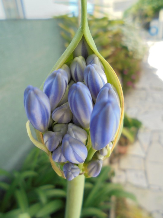 AGAPANTO AZUL.JPG