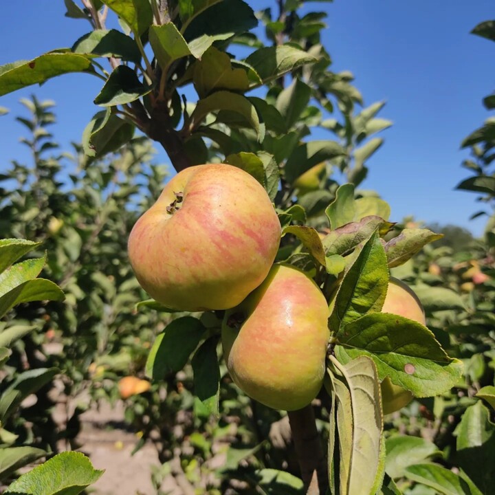 360095854_656530199837727_2560367152718373312_n.jp