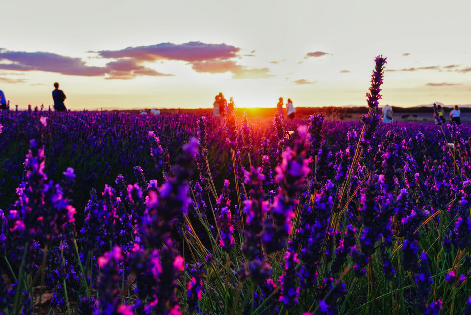 campos de Lavanda 4.jpg