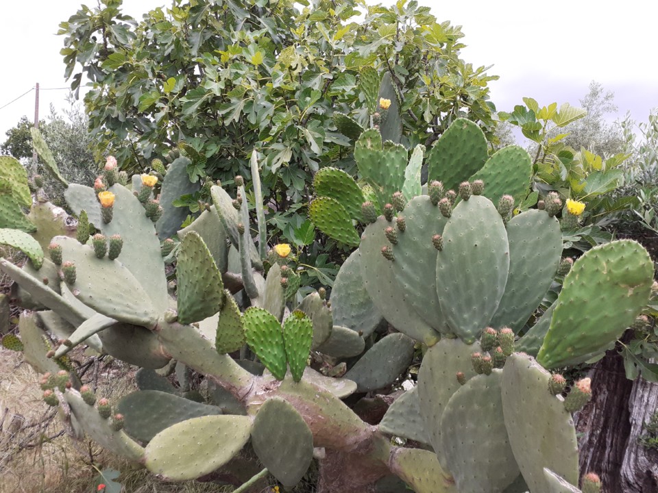 Figueiras da Índia floridas. Foto original. 2021.05. jpg