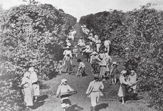 FIGURA-2-Colheita-de-cafe-na-fazenda-do-coronel-Sc