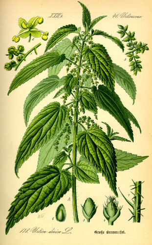 Urtica_dioica0.jpg