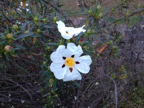 IMG_0991.JPG IMG_0991.JPG