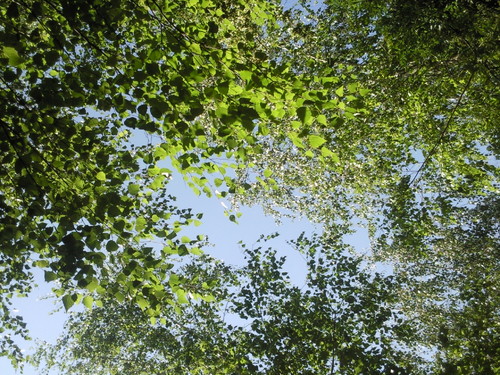 Foto original de DAPL - Primavera 2015.jpg