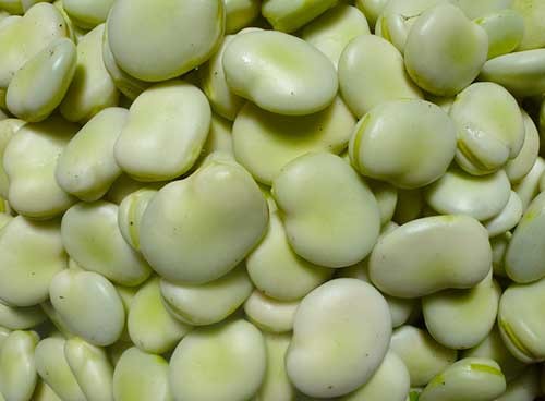 fava0005.jpg fava0005.jpg