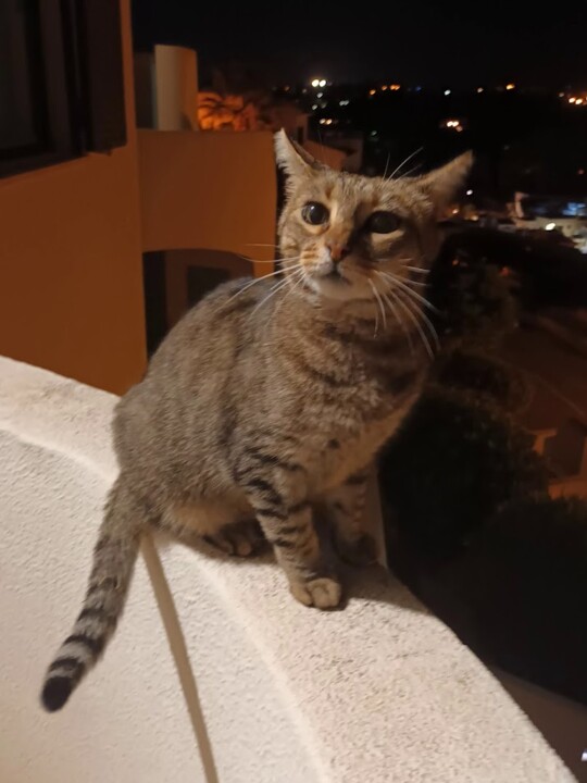 Não me canso disto JOCA1.jpg