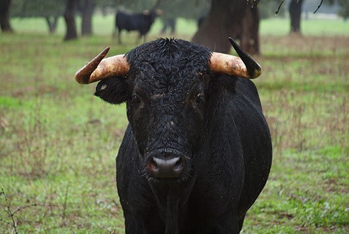 TOURO LINDO.jpg