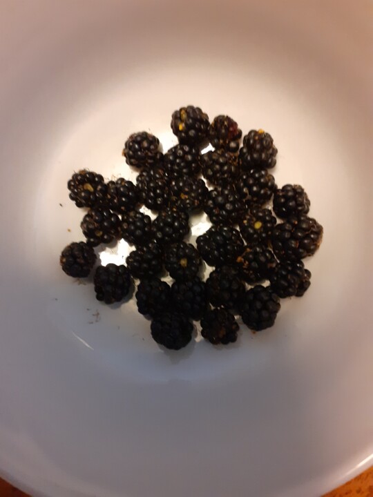 Amoras Junho Aldeia foto original 2022.07.02.jpg