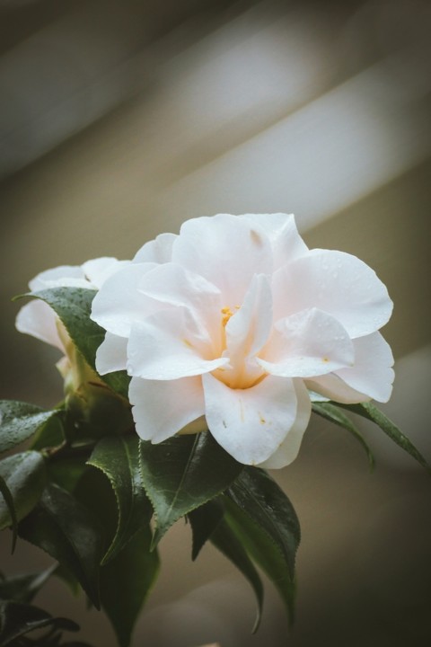 magnolaeflora 2.jpg magnolaeflora 2.jpg