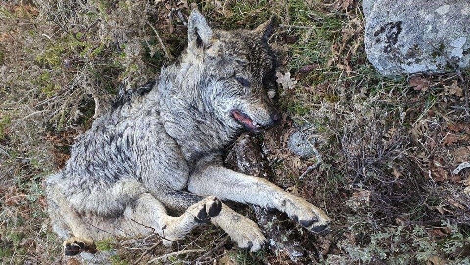 944 c lobo morto em armadilha.jpg