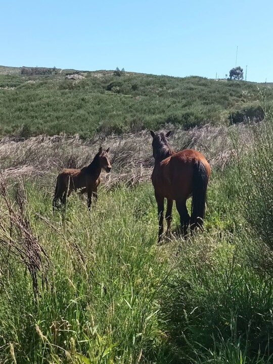 Não me canso disto caminhada4.jpg