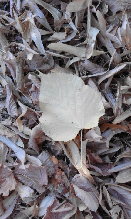 Foto Original. 2020. 08. jpg