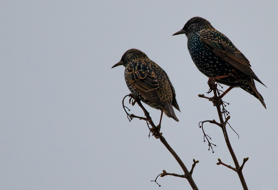 starlings.jpg starlings.jpg