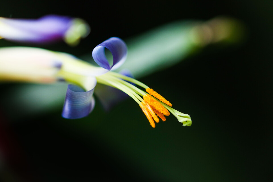 estufa fria dezembro 10.jpg