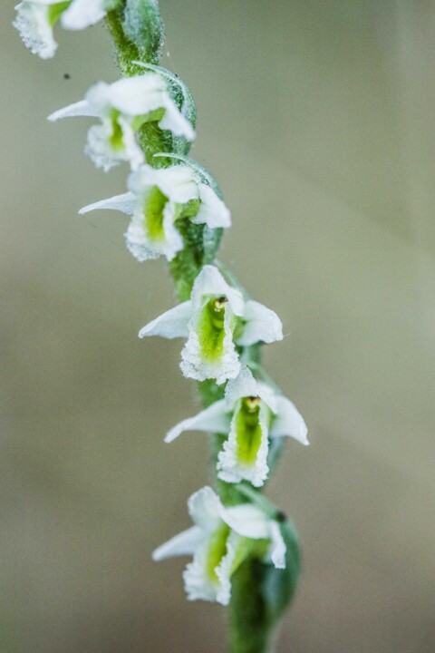 orquidea de outono 7.jpg