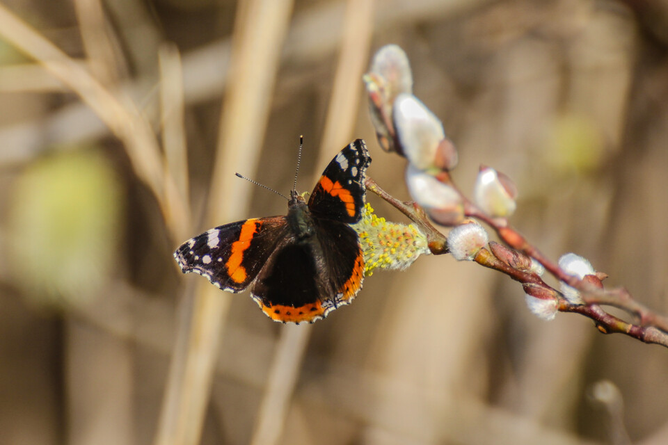 vanessa atalanta 8.jpg
