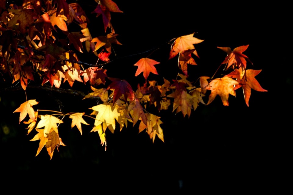 outono_quinta_das_conchas 1.jpg