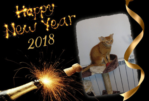 ano2018gato.jpg ano2018gato.jpg