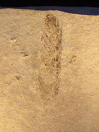 Archaeopteryx (Feather) In wikipedia.jpg Archaeopteryx (Feather) In wikipedia.jpg