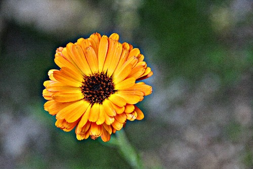 Mais uma macro.jpg Mais uma macro.jpg