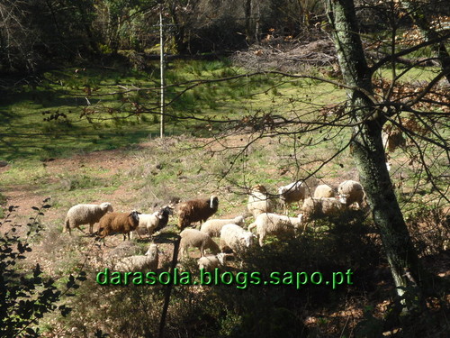 Penacova_25.JPG Penacova_25.JPG