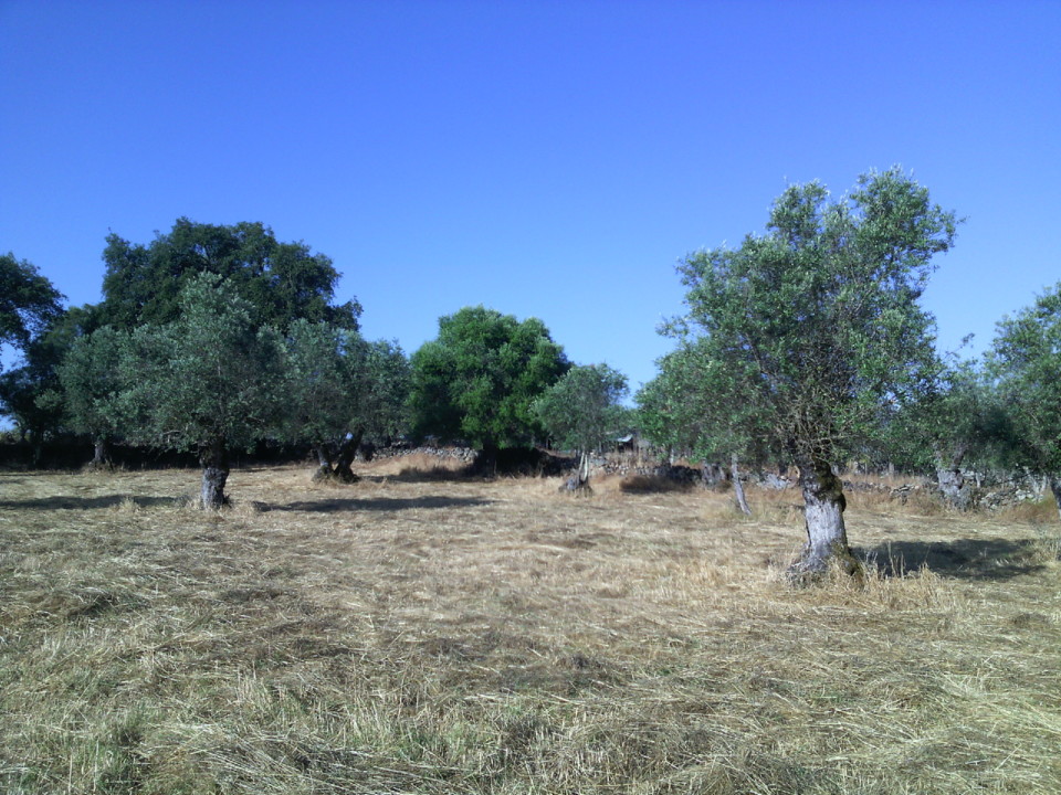 Oliveiras centenárias. Foto Original. 2020. 08.jpg