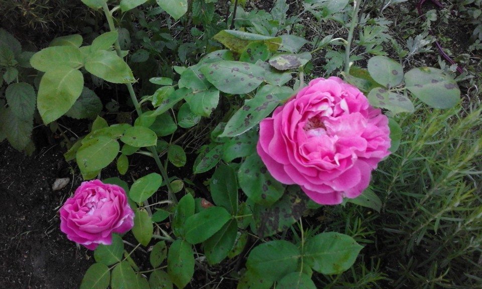 Rosas d'Alexandria. Foto Original. Aldeia. 2020. 05. jpg