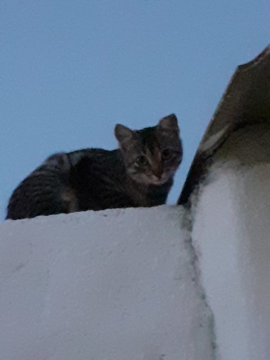 No muro do vizinho. Foto original. 2021.10.19.jpg