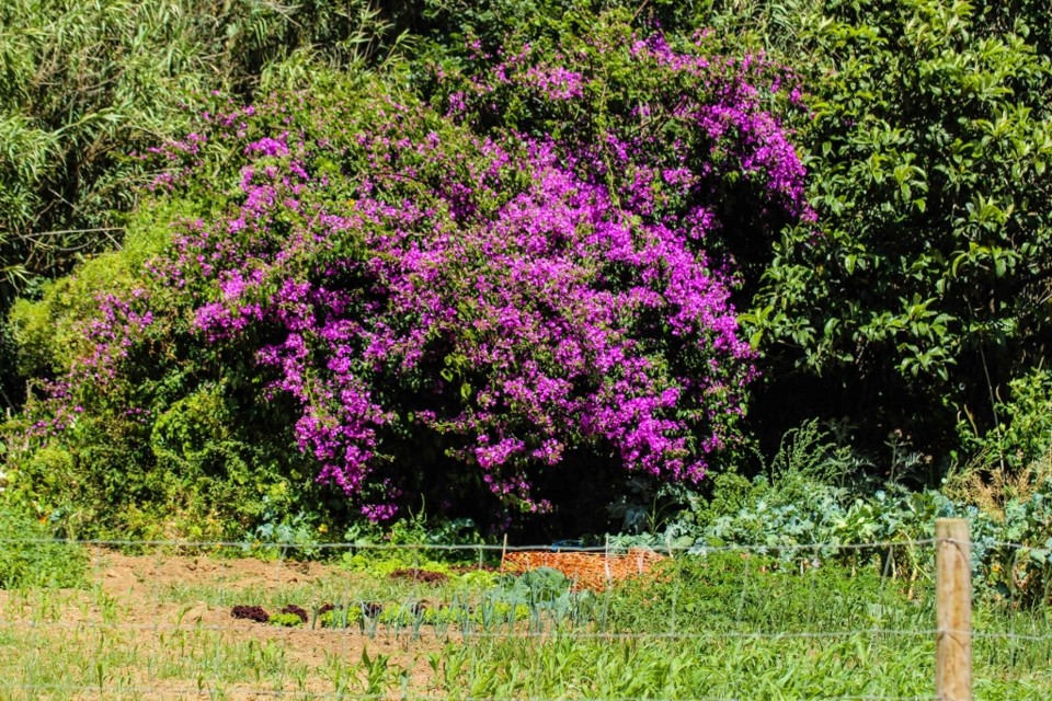 trilho das vinhas-1-3 (1024x683).jpg