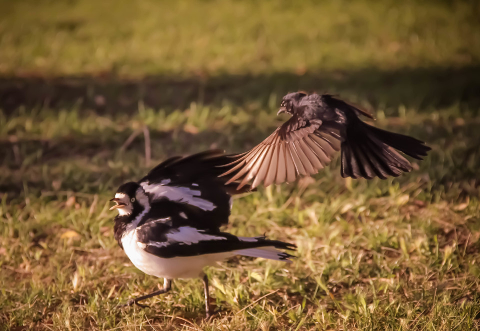 willie wagtail magpie-lark 8.jpg