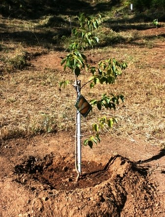 feira medieval 237.jpg