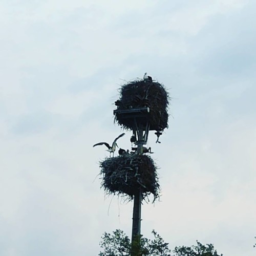 36688552_1134973989975694_1495426729643081728_n.jp