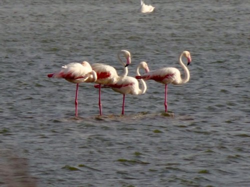 lagoa salgados f.encarnaçao.jpg