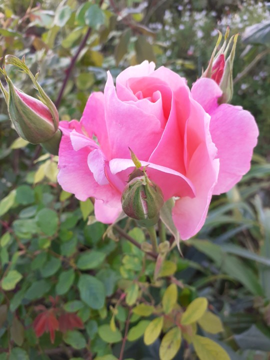 Rosa rosa. Foto original. 2021. 04. 29. jpg