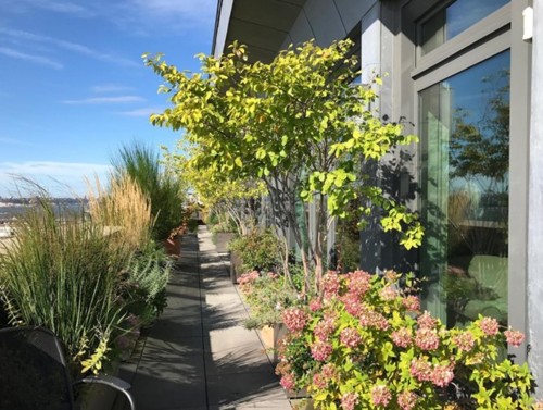 Meryl Streep na Primeira Casa da Rua 1.jpg Meryl Streep na Primeira Casa da Rua 1.jpg