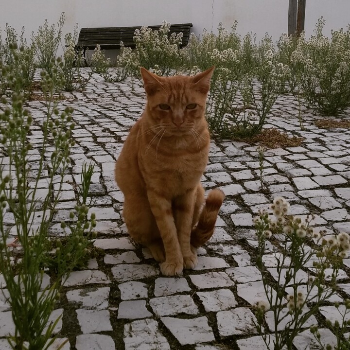 2022.10.27 Pancrácio.jpg