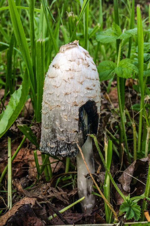 coprinus comatus b-1.jpg