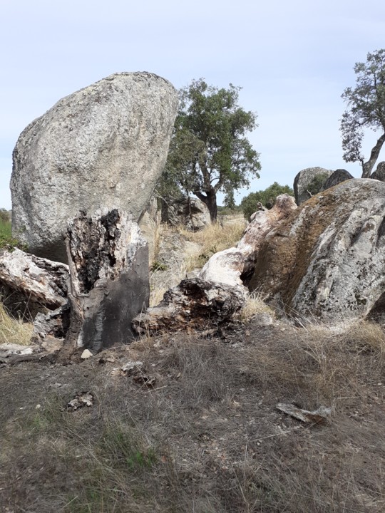 Cogumelo e sobreiro morto. Foto original. 2021.10.09.jpg